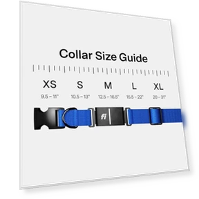 Умный ошейник-трекер для собак — Трекеры, Fi