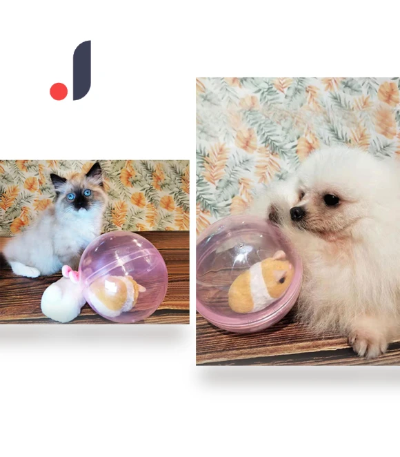 Smart Rolling Ball for Cats — Cat Playthings, Be Free