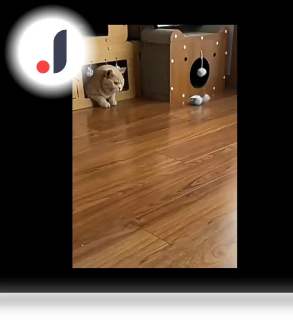 Smart Toy for Cats with Remote Control — Interactive Animal Companions, Corners of the City MALL