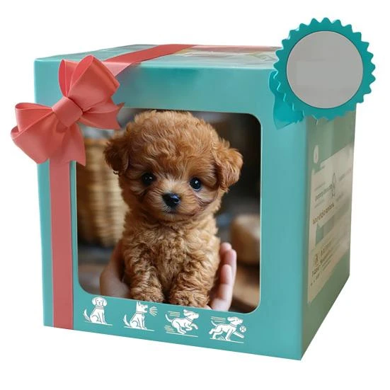 Robotic Dog — Interactive Animal Companions, Zhichuangyou