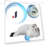 Electric Cat Toy Ball — Cat Playthings, HOME-Auto-001