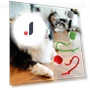 Interactive Rolling Ball Pet Toy — Cat Playthings, Appreciate