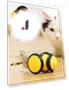 Interactive Cat Toy — Cat Playthings, Super Dream Home