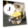 Electric Cat Water Fountain — Fountains, JANPET