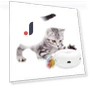 Electric Automatic Cat Ball — Cat Playthings, Zen Picks