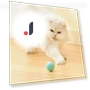 Rechargeable Automatic Rolling Interactive Dodge Ball — Cat Playthings