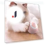 Smart Dog Toys — Automatic Launchers, Boyhood