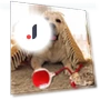 Automatic Smart Cat Toys — Cat Playthings, AE Selection