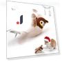 Rechargeable Flying Bird Toy for Cats — Cat Playthings, Diana Pet Stuff