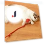Automatic Rolling Ball Pet Toy with Artificial Tail — Cat Playthings, Optimized General