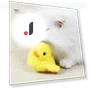 Flapping Wings Duck Cat Toy — Interactive, Pet park