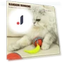 Interactive Pet Toy Ball — Automatic Launchers, key to knowledge