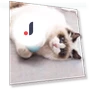 Automatic Rolling Ball for Cats — Cat Playthings, Simplistic Living Home