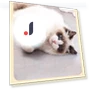 USB Rechargeable Smart Interactive Cat Toy — Interactive Animal Companions, GYROBALL