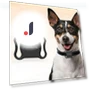Waterproof GPS Pet Tracker — Trackers, Build My Home