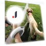 Automatic Retractable Dog Leash — Training Leads, Smart Pet Supplies