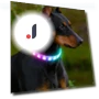 Lightweight USB Dog Collar — Collars, Smart Pet Supplies