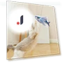 Interactive Flapping Wings Fish Cat Toy — Cat Playthings, All in Watch