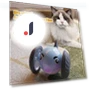Interactive Smart Electric Toy for Cats — Cat Playthings, Pets Home