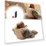 Realistic Plush Bird Toy with Sound — Cat Playthings, Three Body