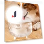 Automatic Pet Water Fountain — Fountains, Pet park
