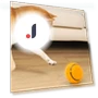 Electric Rolling Ball Toy for Dogs — Automatic Launchers, Pet park