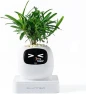 Превью Ivy Interactive AI Desk Companion — Robot Pet, PLANTSIO