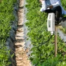 Превью Soil Moisture Sensor with LCD Display and 1m PVC Wire Probe — Soil Moisture Sensor, ECOWITT