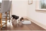 Превью Automatic Dog Feeder — Automatic Pet Feeder, PetSafe