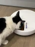 Превью C500 5 Bowl Digital Timer-Controlled Automatic Pet Feeder - 5-Meal Feeder with Stainless Steel Bowl and Ice Packs — Automatic Pet Feeder, Closer Pets