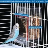 Превью No Mess Bird Cage Feeder with Perch — Smart Bird Feeder, Hamiledyi