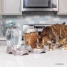 Превью Pet Cafe Feeder for Dogs and Cats — Automatic Pet Feeder, Petmate