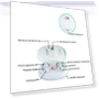 In-ear Hearing Aid Sound Amplifier — Hearing Support, KAIXINWEI