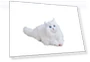 Fave Kimit Ragdoll Pet Robot Cat — Interactive Animal Companions, NOBU JAPAN