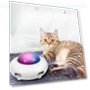 Automatic Cat Toy — Cat Playthings, Refreshing Home