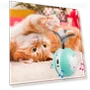 Electric Toy Ball for Cats — Cat Playthings, Wrigleys