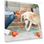 Smart Toy Ball for Dogs — Interactive Animal Companions, Super Dream Home
