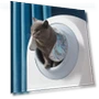 Smart Curtain for Litter Box — Litter, Rainbow Rain