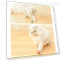 Smart Gravity Teaser Cat Rolling Ball - Teeth Resistant Cat Toy — Cat Playthings