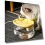 Electric Cat Water Fountain — Fountains, JANPET