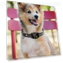 Smart Anti-Bark Collar for Dogs — Anti-Bark Training Devices, Colorful summer