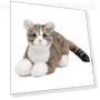 Interactive Cat Pet Robot — Cameras & Monitors, Zen Picks - Japan Product select -