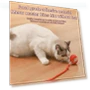 Automatic Rolling Ball Pet Toy with Artificial Tail — Cat Playthings, Explorer Outdoors