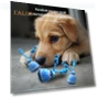 Automatic Smart Toy for Dogs with Moving Ball and Squeaky Motion Sensor — Automatic Launchers, Vogue Wardrobe
