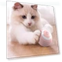 Smart Dog Toys — Automatic Launchers, Boyhood