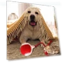 Automatic Smart Cat Toys — Cat Playthings, AE Selection
