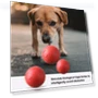 Interactive Rolling Ball Toy for Dogs — Automatic Launchers, Uomobo