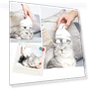 3D Smart Pet Massager — Dander Removers
