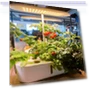 Smart Grow Light for Plants — Growing Lamps, Thunder And Fire