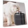 Automatic Cat Water Dispenser — Pet Hydration Solutions, Pawstrip